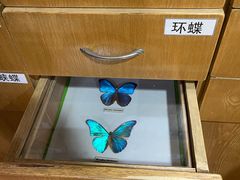 -上海大自然野生昆虫馆(东方明珠·爬宠昆虫探索中心)