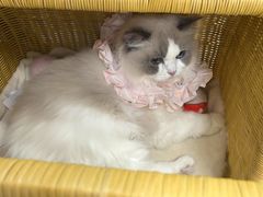 -美联众合动物医院·24h转诊中心