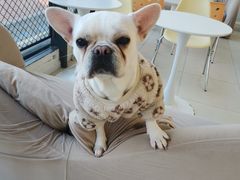 -怪兽屋·羊驼·猫咖·狗咖(俊华广场店)