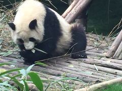 -成都大熊猫繁育研究基地