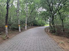-云岗森林公园
