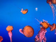 -太平洋海底世界