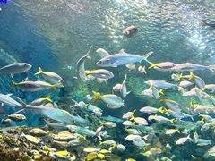 -上海海洋水族馆