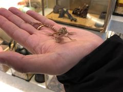 -momokira米努特·德文卷毛猫·棉花面纱犬