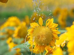 -花开海上生态园