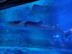 -烟台海昌鲸鲨海洋公园