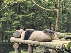 -都江堰中华大熊猫苑