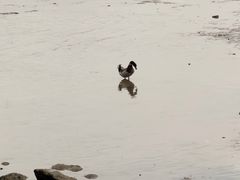 -深圳湾公园(南山区)