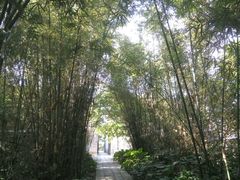 -开平碉楼文化旅游区马降龙景区
