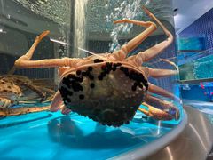 -沈灶河豚宴·河豚融合餐厅(汉中路店)