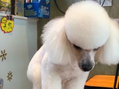 -八公叔叔宠物美容连锁(春申店)