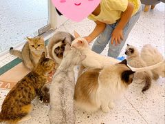 -猫域·湾主题猫咖·宠物吧(南坪城市广场店)