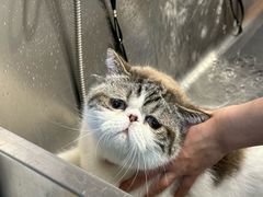 -PETKIT 小佩宠物·低压洗护·美容·寄养(安远店)