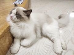 -猫和宫(六道口店)