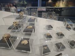 -北京周口店北京人遗址博物馆