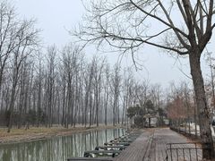 -合肥滨湖国家森林公园