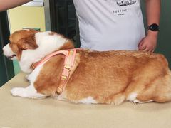 -东方动物医院·宠保定点·骨科·转诊中心(春城路·昆明站分院)