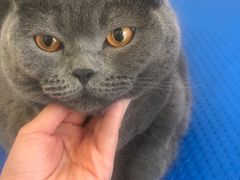 -艾吉宠物医院·疑难杂症转诊中心·猫友好(碧江路院)
