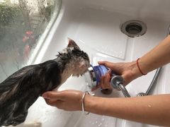 -十年猫舍·猫咪专门店(普陀店)