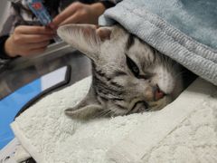 -高德24h动物医院