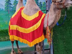 -西霞口神雕山野生动物世界