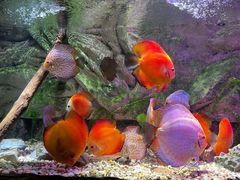 -上海海洋水族馆