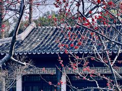 -红梅公园