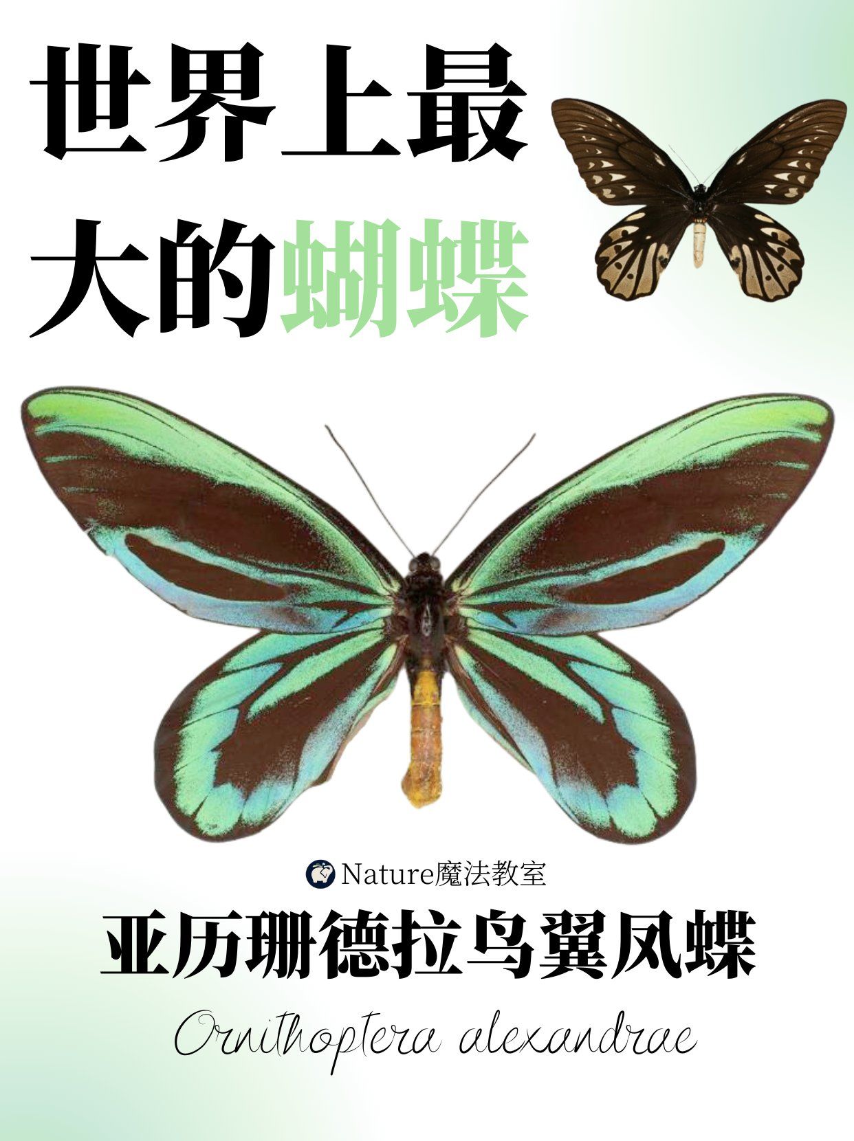 世界最大的蝴蝶你见过吗?🦋