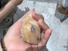 -FAELING PETS美天灵宠物(合生汇店)