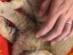-平行世界·猫咖(首经贸店)