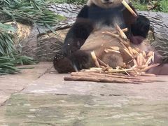 -中国大熊猫保护研究中心雅安碧峰峡基地