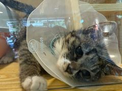 -平行世界·猫咖(首经贸店)