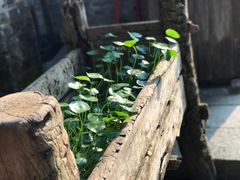 前院景观-老屋咖啡
