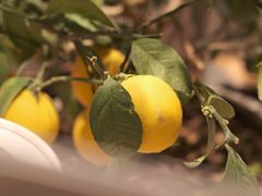 -迦南的早晨蛋糕甜品集合店