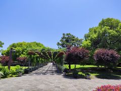 -上海滨江森林公园