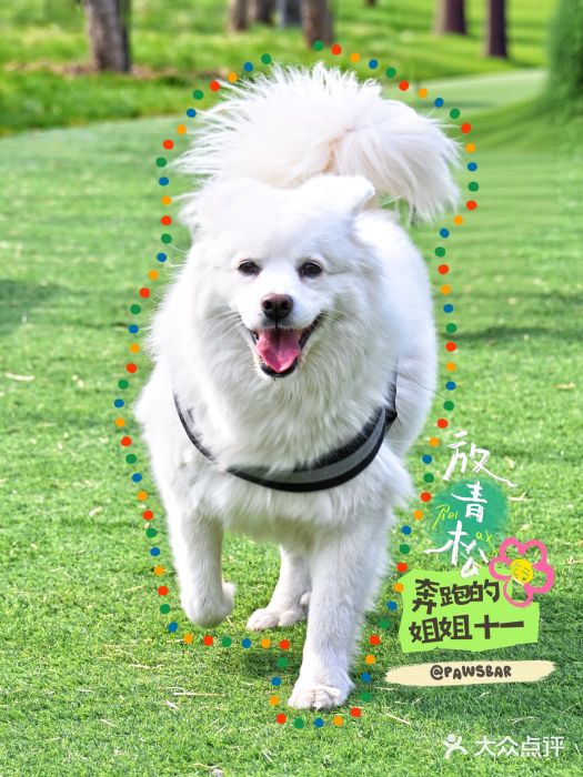 爪吧宠物乐园 (温榆河示范区店)图片