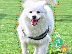 -爪吧宠物乐园 (温榆河示范区店)