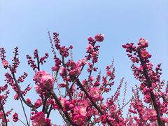 -香雪海