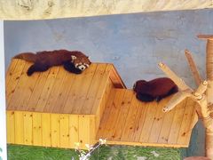 -青藏高原野生动物园