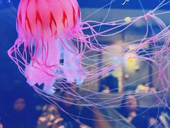-上海海洋水族馆
