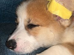 -瑞派康怡24h宠物医院·犬猫医疗中心·微创绝育(瑞景分院)