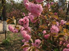 -长白岛森林公园