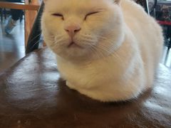 -蓝鲸·缅因猫舍