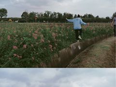 -杭州湾海上花田景区