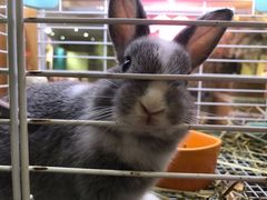 -宠物兔专门店(天丰利市场店)