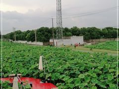 -嘉北郊野公园