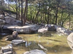 -燕塞湖鸟语林景区