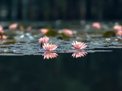 -白鹭湾湿地公园