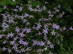-谷咖啡·鲜花绿植花园餐厅