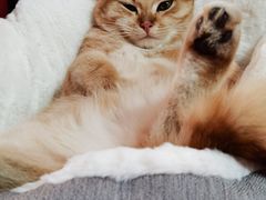 -东方名猫馆·英短金渐层布偶猫舍(环线广场1号楼店)